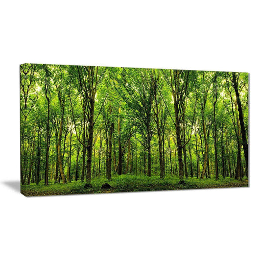 Designart &Green Forest& Landscape Photo Canvas Art Print - 40 in. Wide x 20 in. High AUO7_C7KYE02