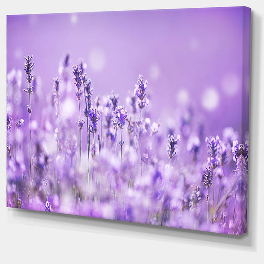 Designart PT14817-40-30 Stunning Purple Lavender Field Artwork Canvas Print, 40x30x22 HCT7_D1ZTS86